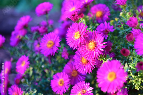 Red September flowers or perennial Aster is native to North America  where it grows wild even now.