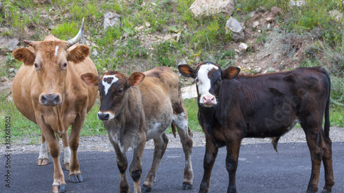 Portrait of a cow with two calves standing on the road. Animals look at the camera.