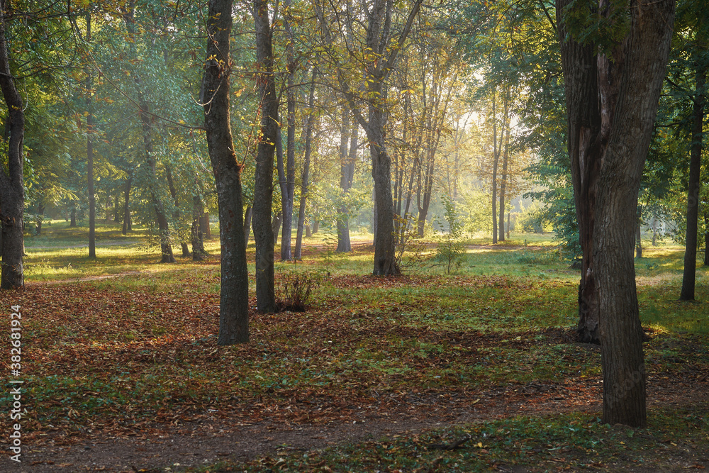 Beautiful landscape of sun shining over a green forest. Forest in the dawn rays. Beautiful landscape of sun shining over a green forest. Forest in the dawn rays.
