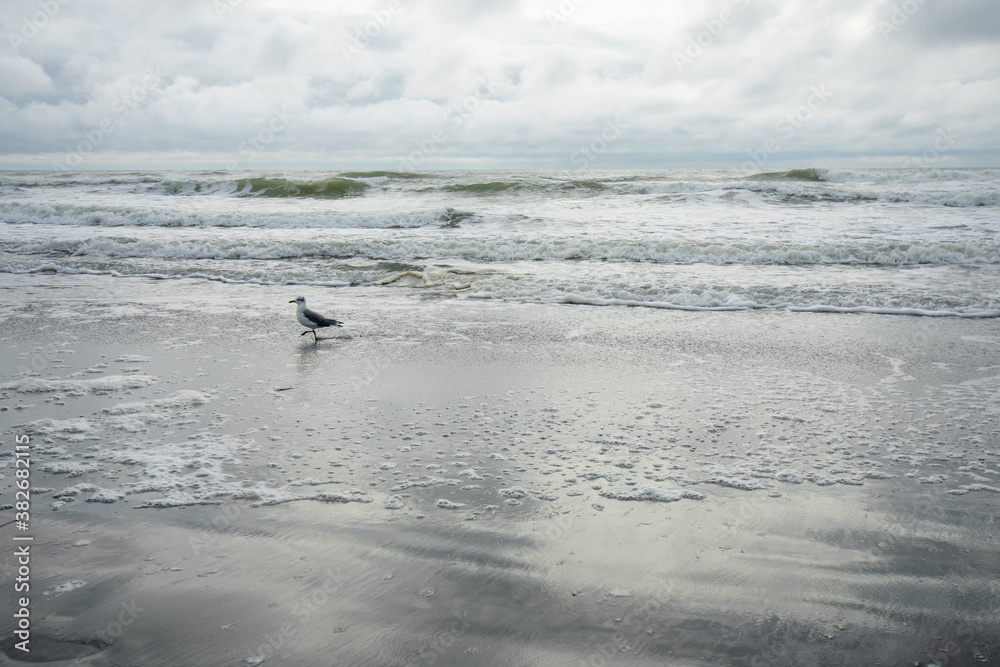 One Seagull Playing in the Ocean With a Dramatic Stormy Sky Behind It One Seagull Playing in the Ocean With a Dramatic Stormy Sky Behind It