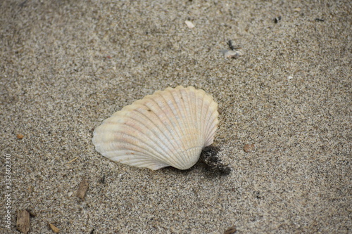 shell sand beach