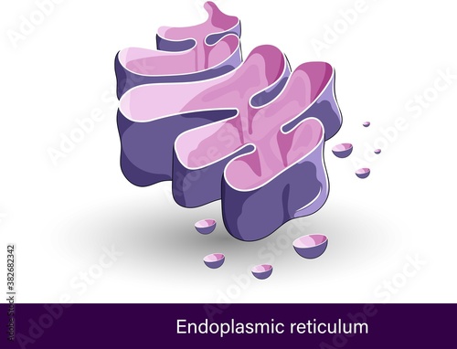Cross-section of Human Endoplasmic reticulum. Smooth Endoplasmic reticulum vector Illustration. photo