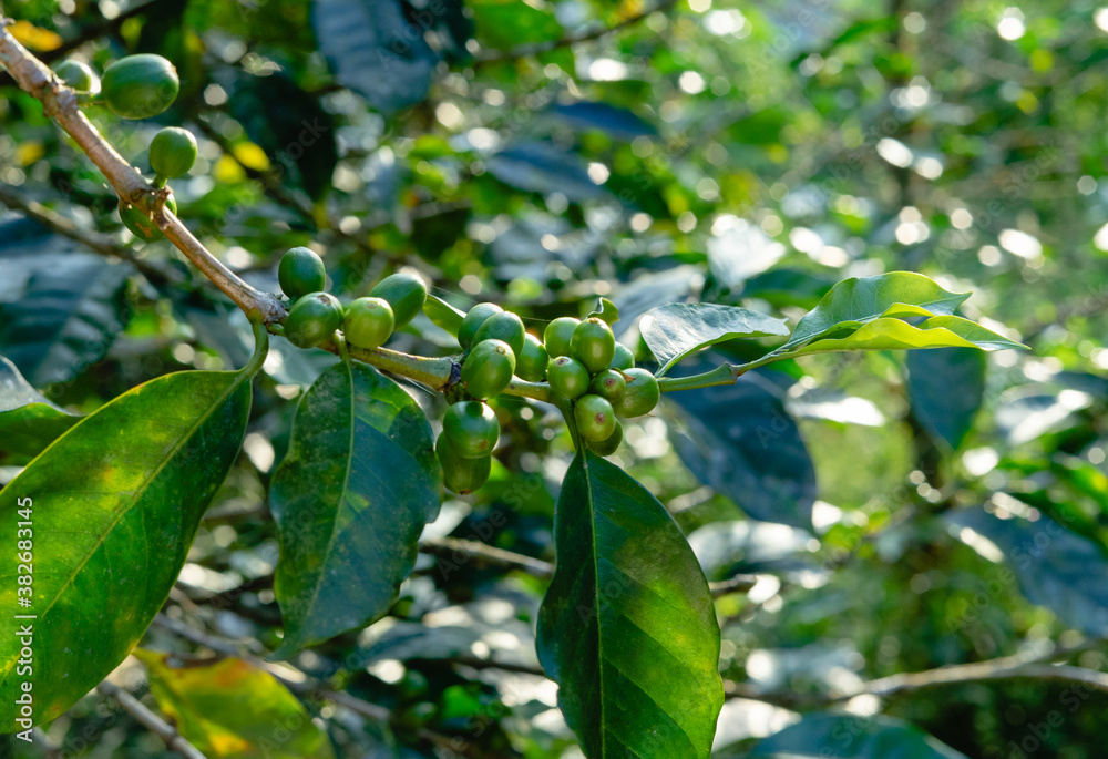 Coffee plant with green coffee beans before harvest.