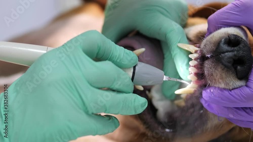 Dentist cleans the teeth of a dog with ultrasound device. Clean white teeth of the animal