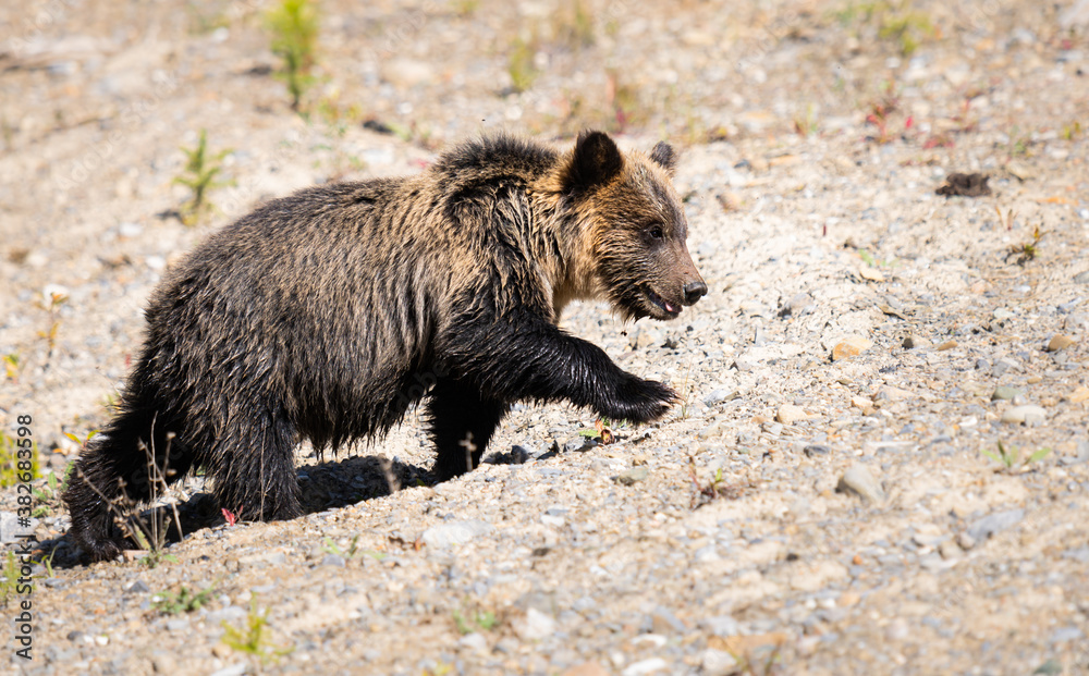 Fototapeta premium Grizzly bear