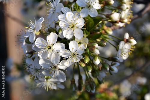 flowers