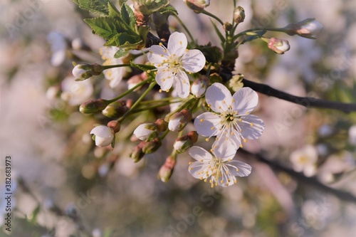 blossom in spring