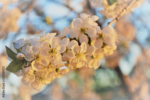 spring blossom in spring