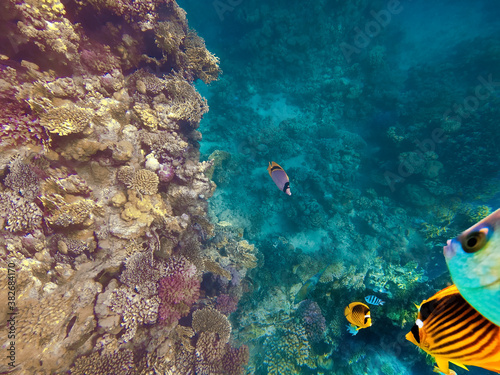 Underwater Colorful Tropical Fishes.