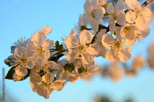 blossom in spring
