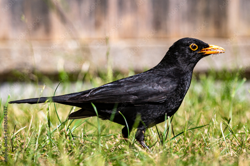 Male blackbird, turdus merula, collecting suet pellets Male blackbird, turdus merula, collecting suet pellets