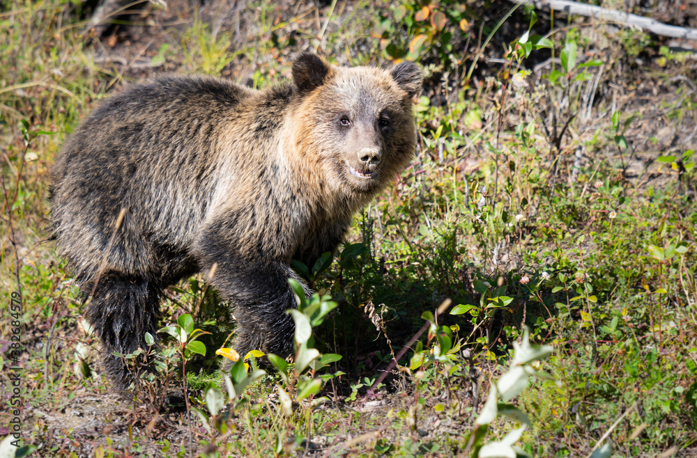 Grizzly bear