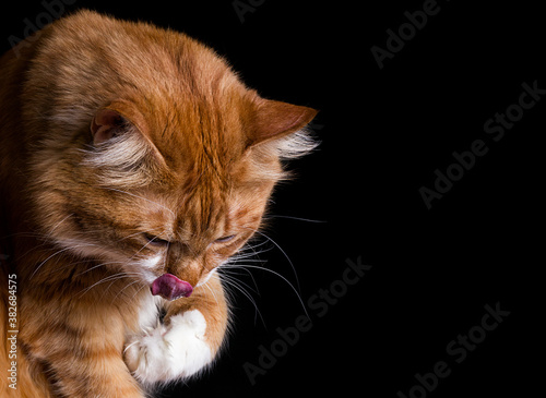 ginger cat licks paw