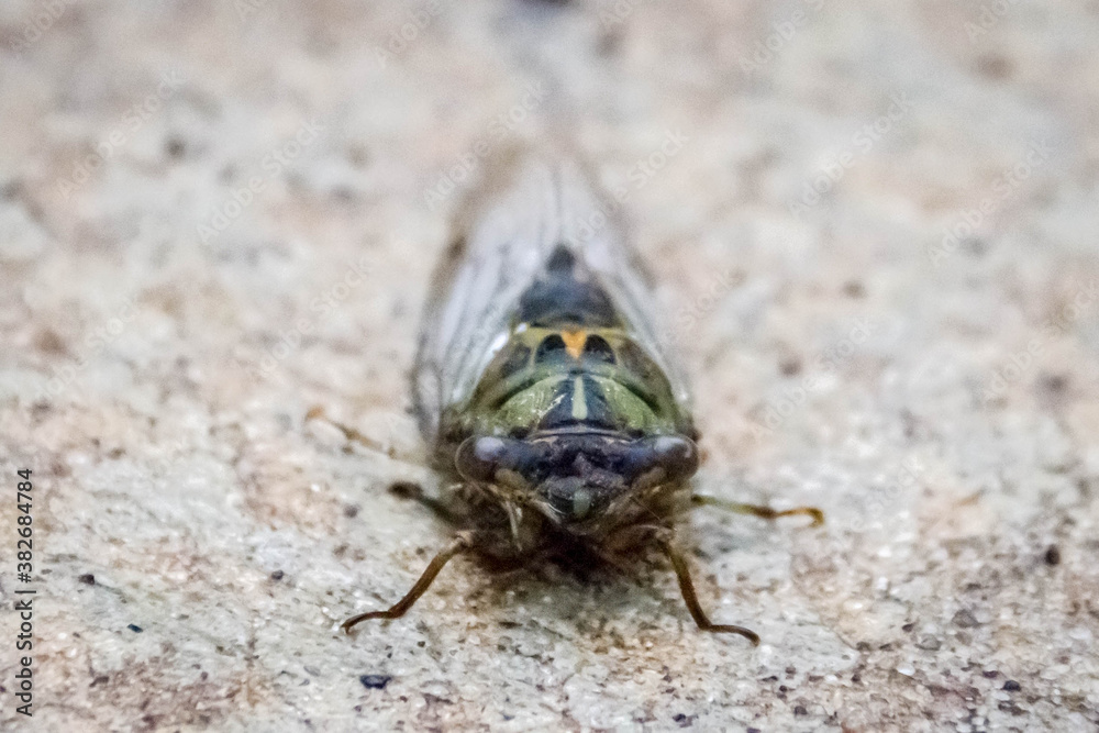 dryfly dryfly
