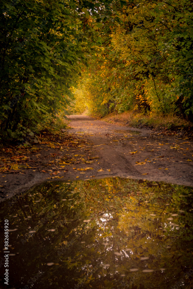 Obraz premium Autumn tree covered dirt road