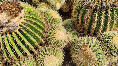 Close-up of spherical cacti in the botanical garden of Valencia
