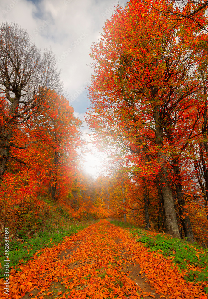 Image of colorful leaves falling down from tree branches in autumn. Uludag National Park. Bursa, Turkey. Image of colorful leaves falling down from tree branches in autumn. Uludag National Park. Bursa, Turkey.