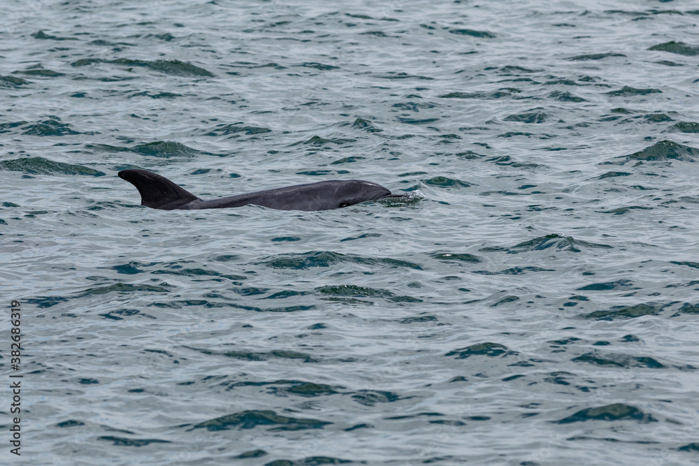 Fototapeta premium Delfin