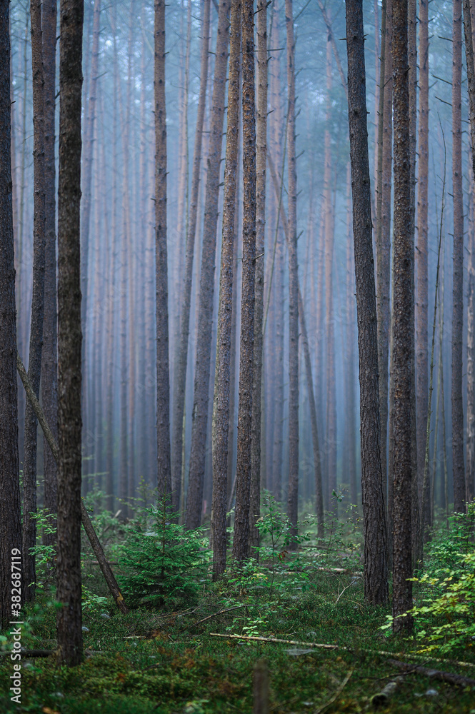 Foggy Woodland Photo with shallow depth of field good background Foggy Woodland Photo with shallow depth of field good background