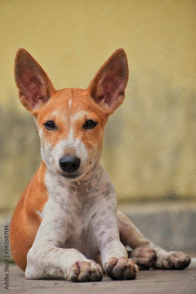 portrait of a dog