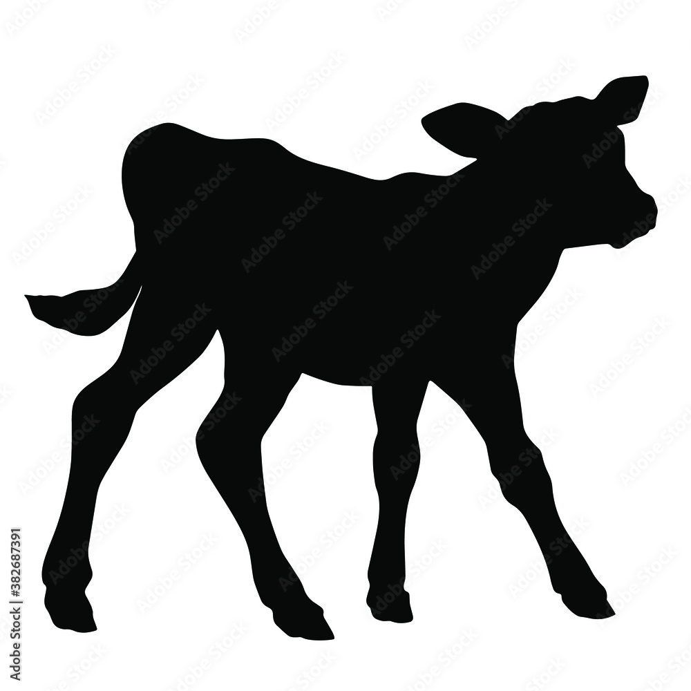 Obraz premium Hand drawn vector silhouette of standing calf isolated on white background. Black and white stock illustration of baby cow.