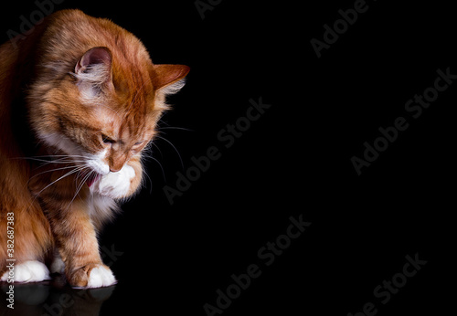ginger cat licks its paw
