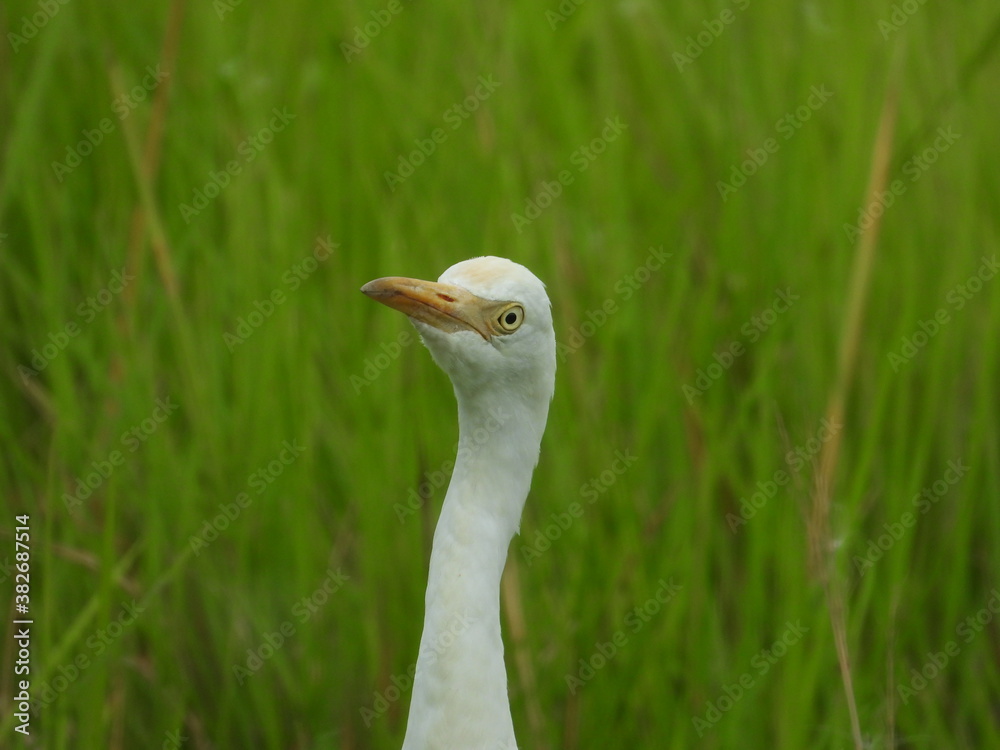grey crowned crane