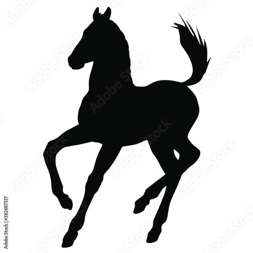 Hand drawn vector silhouette of  foal isolated on white background. Black and white  stock illustration of baby horse.