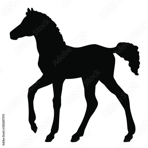 Hand drawn vector silhouette of  foal isolated on white background. Black and white  stock illustration of baby horse.