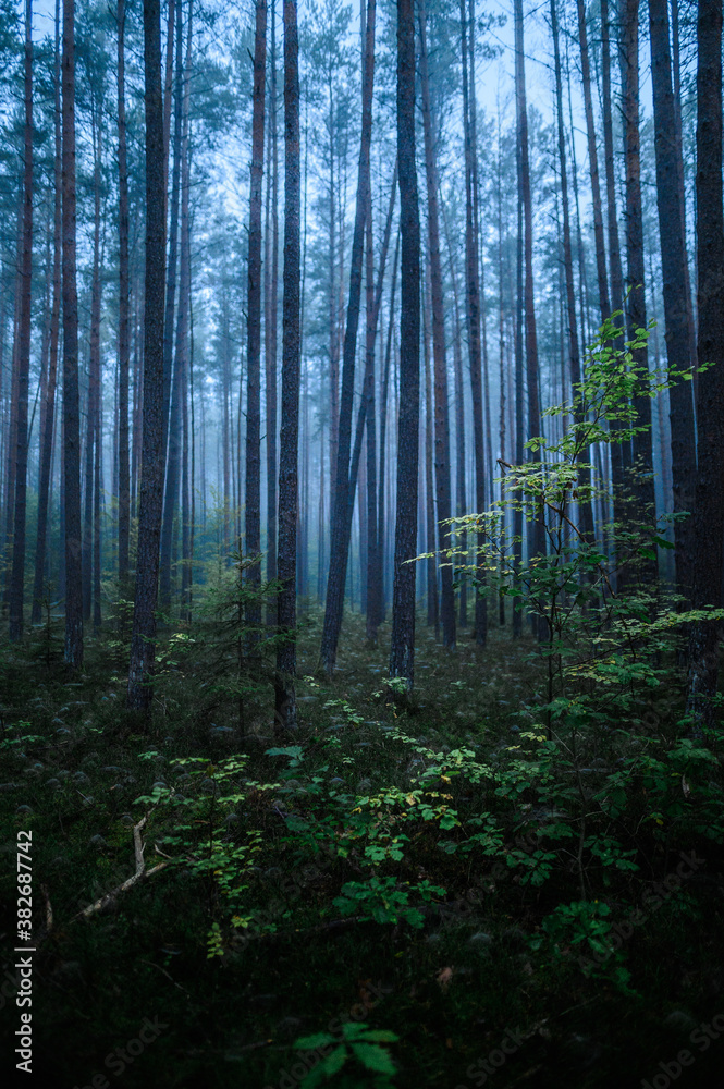 Fototapeta premium Foggy Woodland Photo with shallow depth of field good background