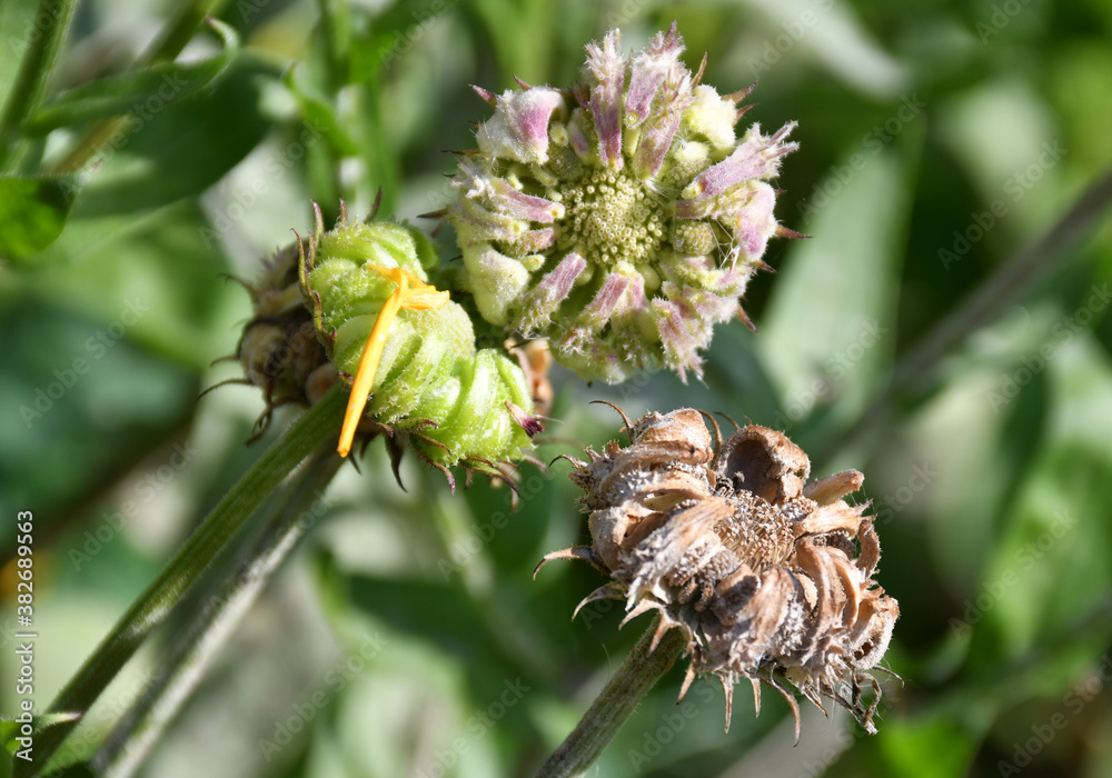 Fruits with calendula officinalis seeds of various degrees of maturity in the garden on a blurred background. Fruits with calendula officinalis seeds of various degrees of maturity in the garden on a blurred background.
