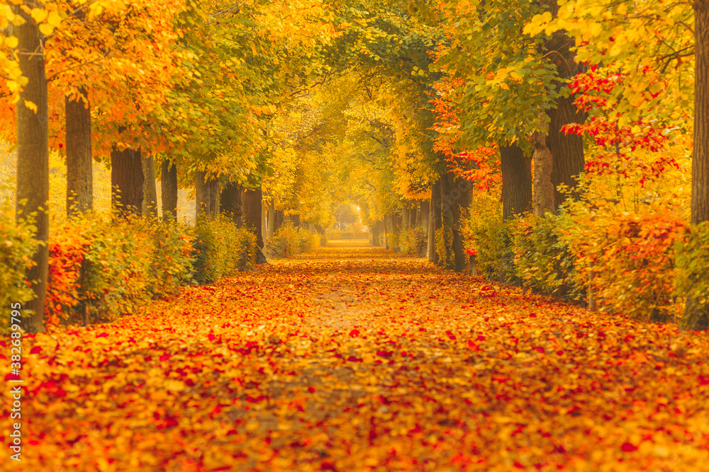 Golden autumn in a park with paths and benches, people walking in nature.