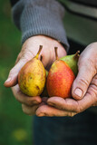 Pear fruits in farmers hand