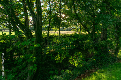 Green Irish Countryside