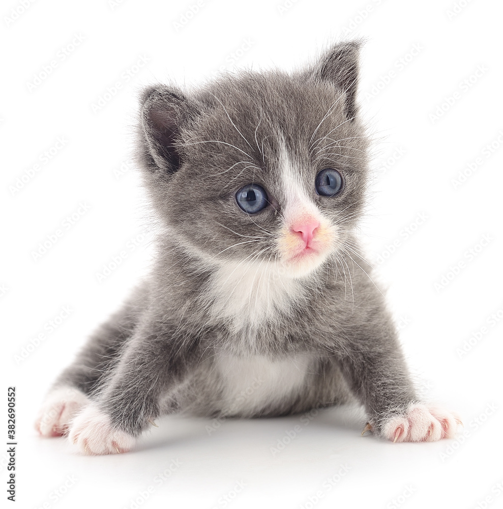 Obraz premium Kitten on white background.