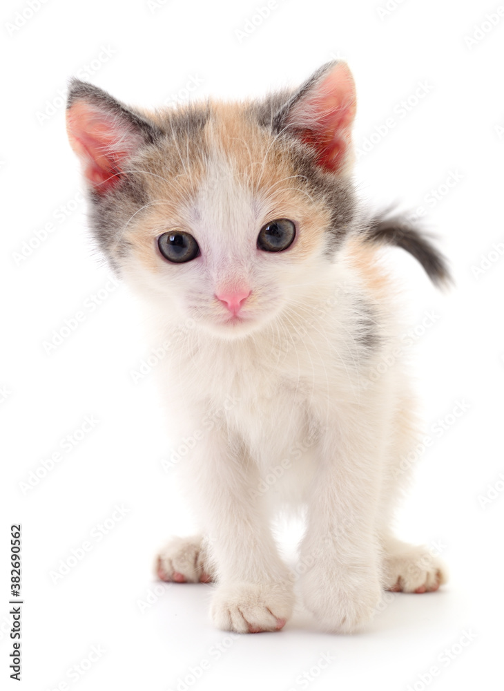 Kitten on white background.