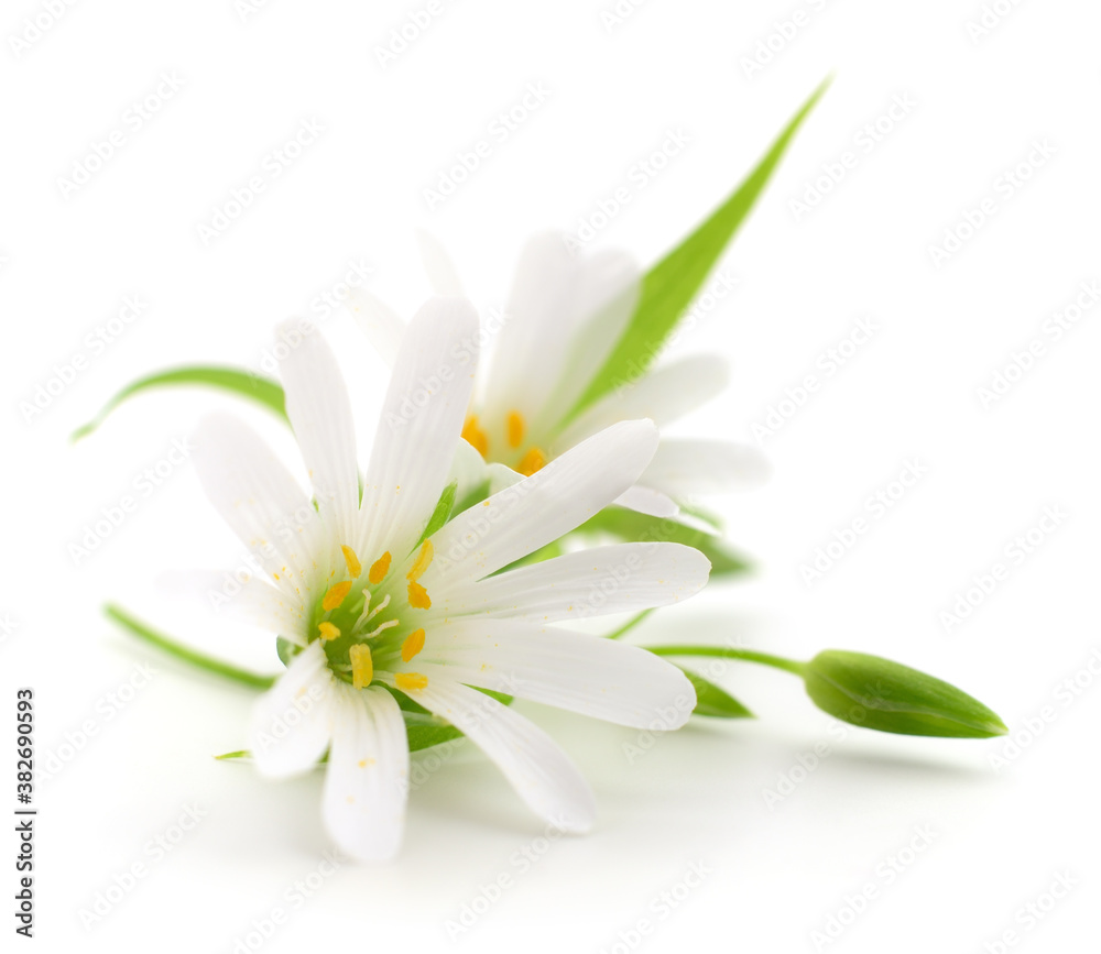 Two white flowers. Two white flowers.