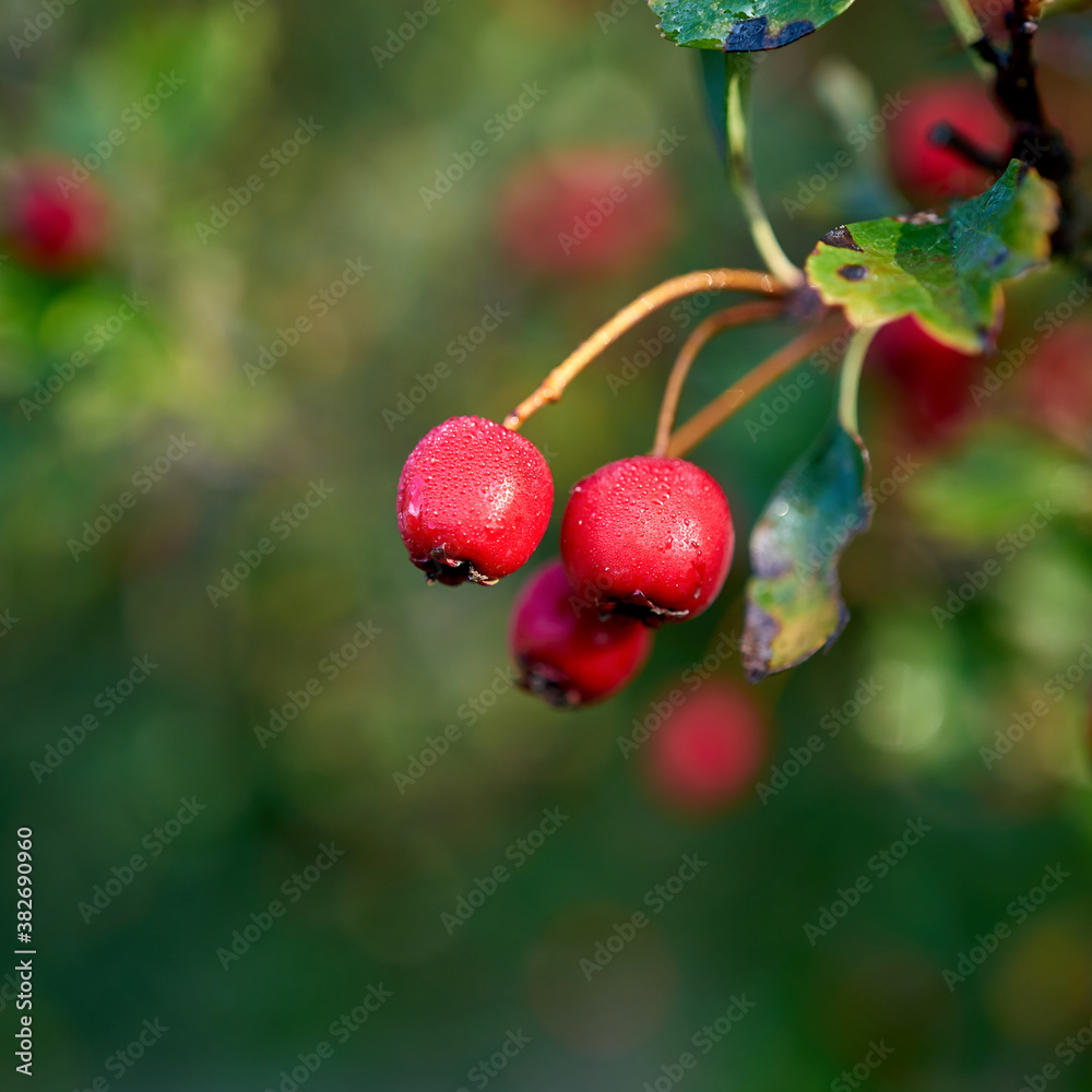 Fototapeta premium Früchte eines Weißdorn (Crataegus monogyna) mit Tautropfen im Herbst in einem Park