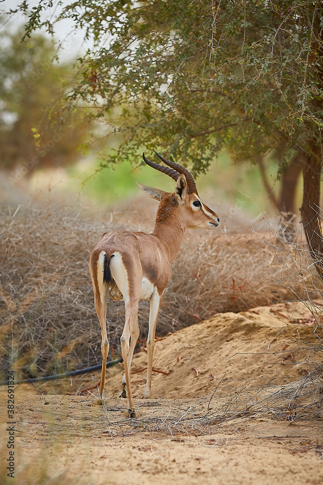The Arabian sand gazelle also known as the sand gazelle or reem is a species of gazelle native to the Syrian and Arabian Deserts. Al Qudra Lake Dubai UAE The Arabian sand gazelle also known as the sand gazelle or reem is a species of gazelle native to the Syrian and Arabian Deserts. Al Qudra Lake Dubai UAE