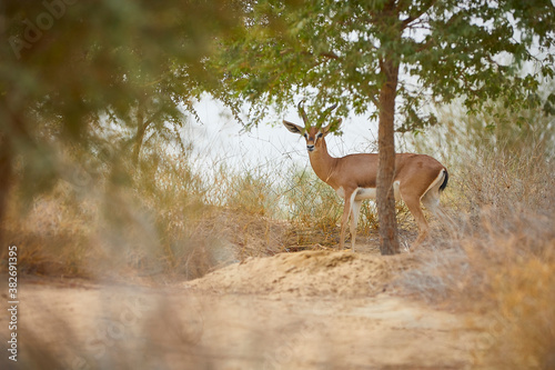 The Arabian sand gazelle  also known as the sand gazelle or reem is a species of gazelle native to the Syrian and Arabian Deserts. Al Qudra Lake Dubai UAE photo