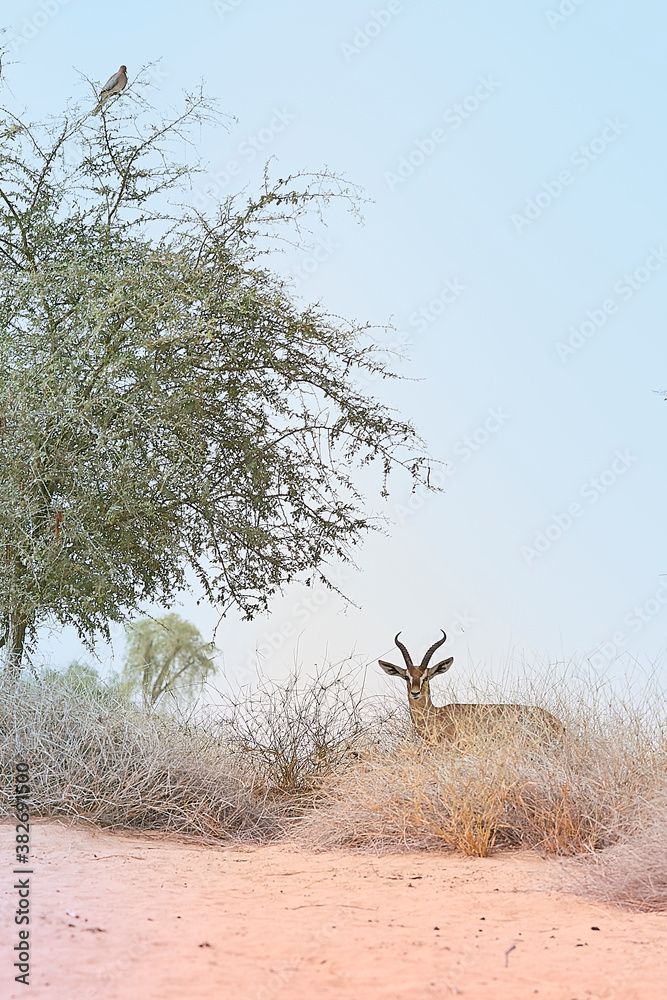 The Arabian sand gazelle also known as the sand gazelle or reem is a ...