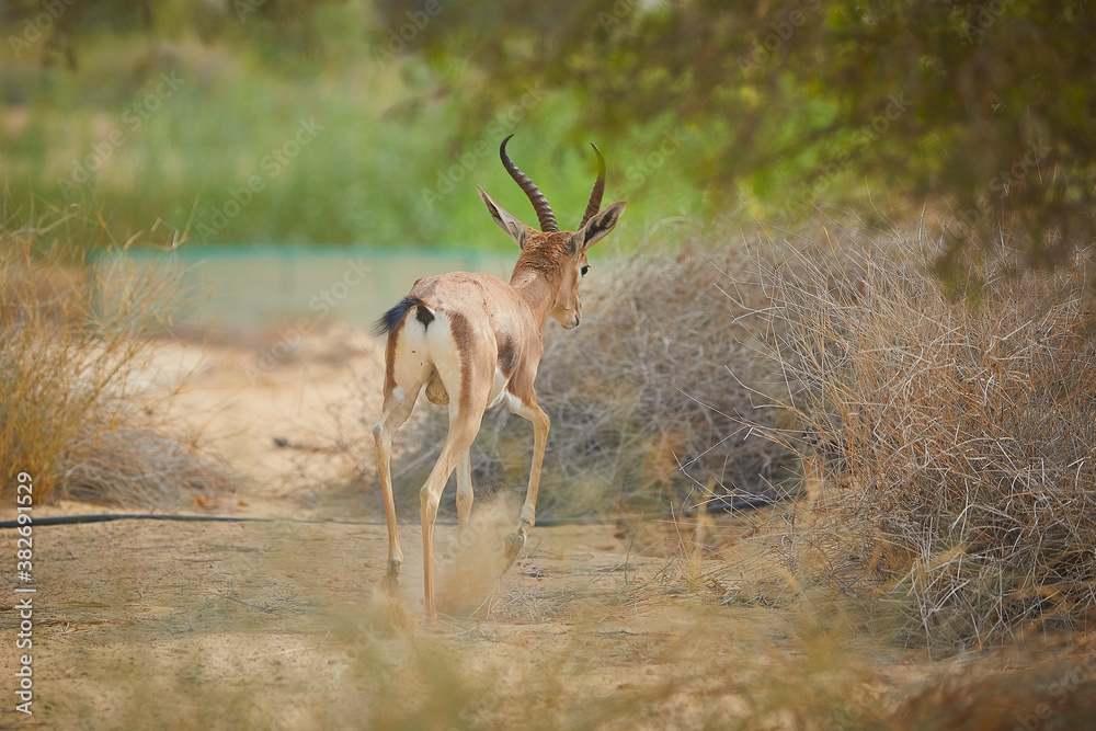 Fototapeta premium The Arabian sand gazelle also known as the sand gazelle or reem is a species of gazelle native to the Syrian and Arabian Deserts. Al Qudra Lake Dubai UAE