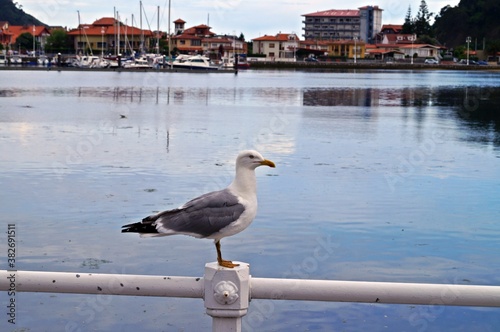 Gaivota empoleirada no parapeito da marina de Ribadesella / Espanha