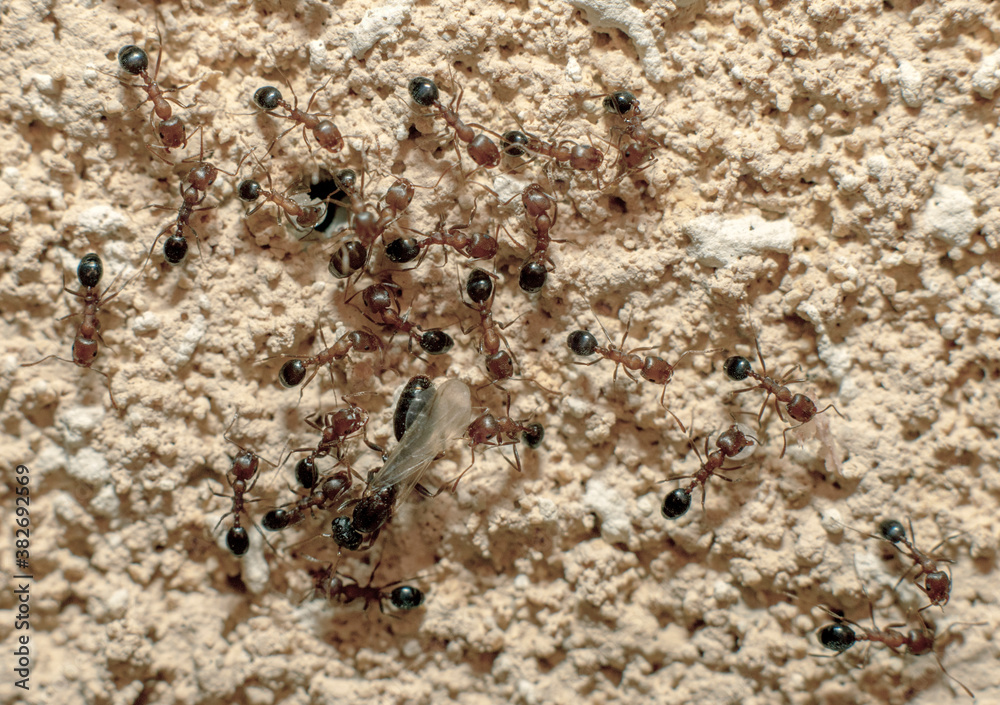 A colony of ants with their queen A colony of ants with their queen