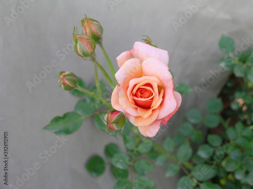 Rose Collection