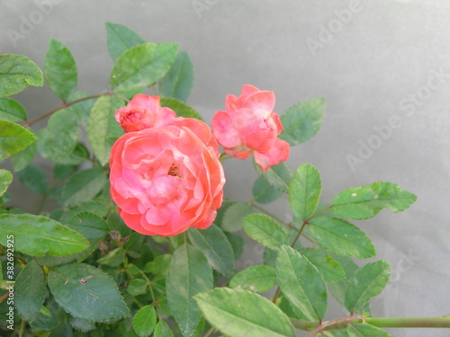 Rose Collection