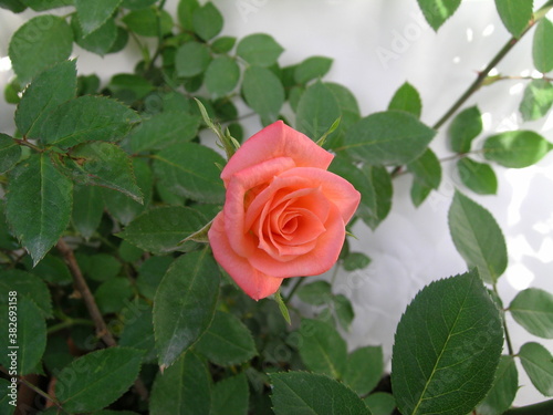 Rose Collection