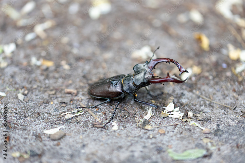 A detailed view of a stag beetle on a natural background. Cloudy day.