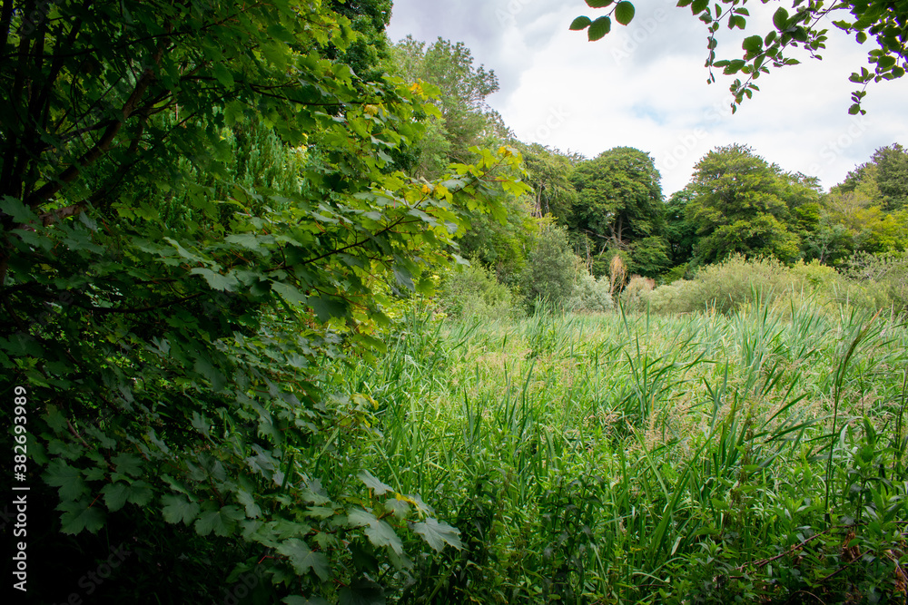 Fototapeta premium Green Irish Countryside