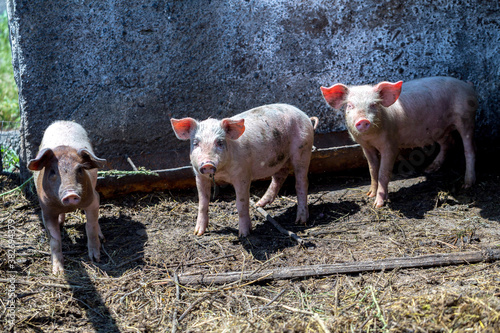 Dirty piglets grazing on a pig farm. Natural organic pig breeding. Farming. Stockbreeding.